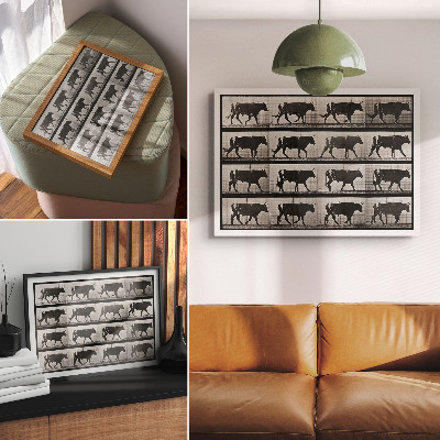 Moderne decoratieve poster Een stier in de mars. Fototype naar Eadweard Muybridge, 1887.