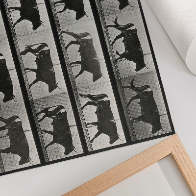 Moderne decoratieve poster Een stier in de mars. Fototype naar Eadweard Muybridge, 1887.