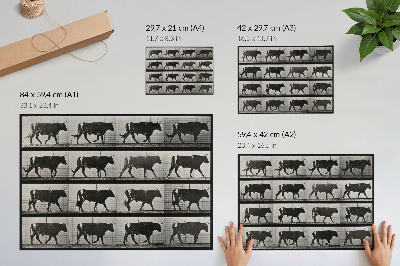 Moderne decoratieve poster Een stier in de mars. Fototype naar Eadweard Muybridge, 1887.