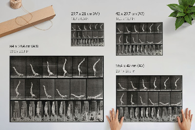 Poster Een man die vanuit een liggende positie op zijn handen staat. Fototype naar Eadweard Muybridge, 1887.