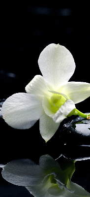 Binnengordijn met orchideeën en elegantie