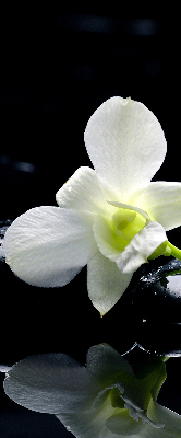 Binnengordijn met orchideeën en elegantie