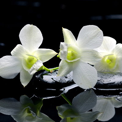 Binnengordijn met orchideeën en elegantie