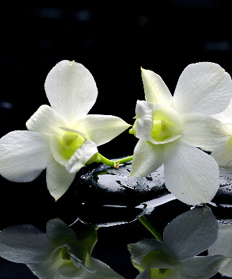 Binnengordijn met orchideeën en elegantie