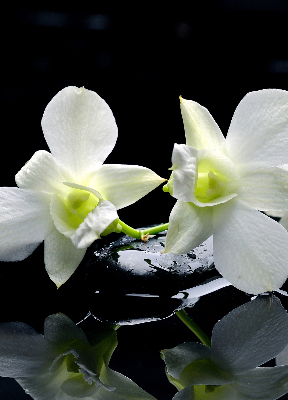 Binnengordijn met orchideeën en elegantie
