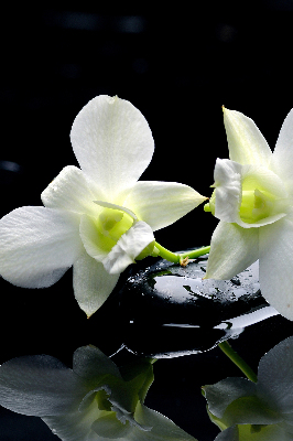 Binnengordijn met orchideeën en elegantie