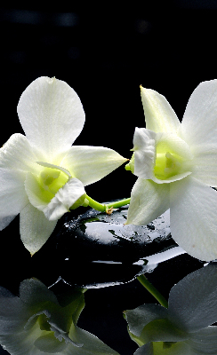 Binnengordijn met orchideeën en elegantie