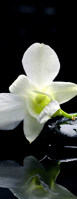 Binnengordijn met orchideeën en elegantie