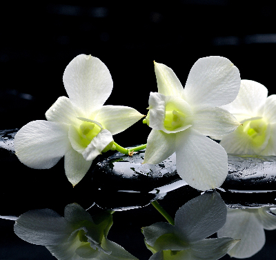 Binnengordijn met orchideeën en elegantie