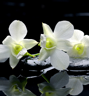Binnengordijn met orchideeën en elegantie