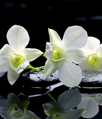 Binnengordijn met orchideeën en elegantie