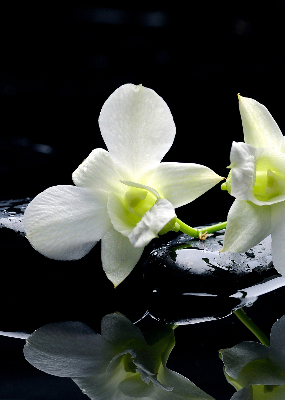 Binnengordijn met orchideeën en elegantie