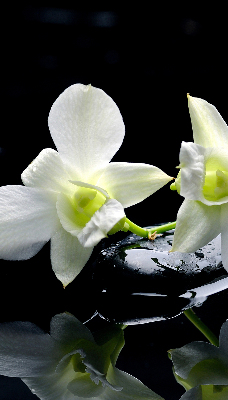 Binnengordijn met orchideeën en elegantie