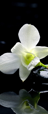 Binnengordijn met orchideeën en elegantie