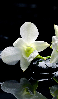 Binnengordijn met orchideeën en elegantie