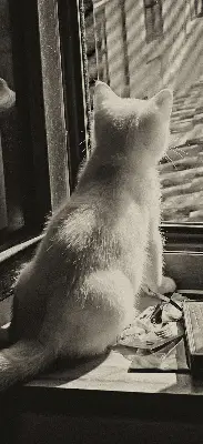 Binnenrolgordijn voor raam met kattenprint