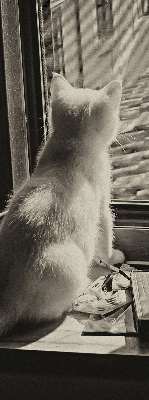 Binnenrolgordijn voor raam met kattenprint