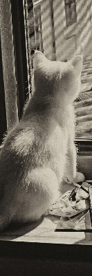 Binnenrolgordijn voor raam met kattenprint