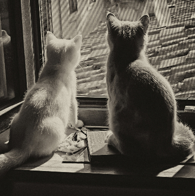 Binnenrolgordijn voor raam met kattenprint