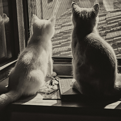 Binnenrolgordijn voor raam met kattenprint