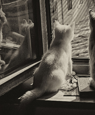 Binnenrolgordijn voor raam met kattenprint
