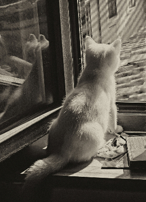 Binnenrolgordijn voor raam met kattenprint