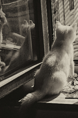 Binnenrolgordijn voor raam met kattenprint