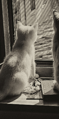 Binnenrolgordijn voor raam met kattenprint