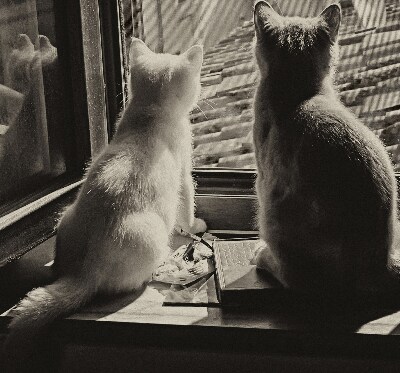 Binnenrolgordijn voor raam met kattenprint