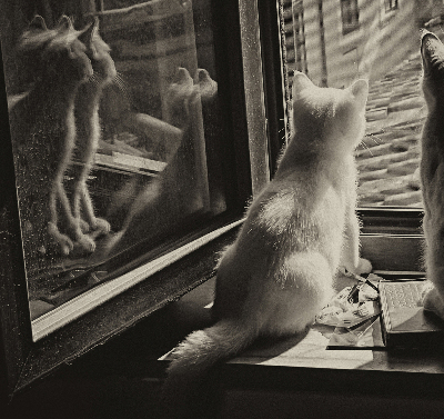 Binnenrolgordijn voor raam met kattenprint