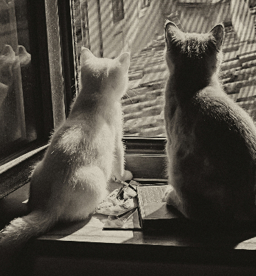 Binnenrolgordijn voor raam met kattenprint