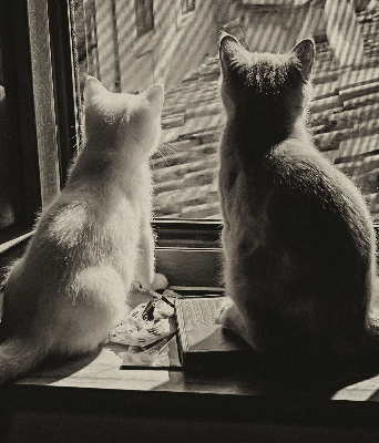 Binnenrolgordijn voor raam met kattenprint