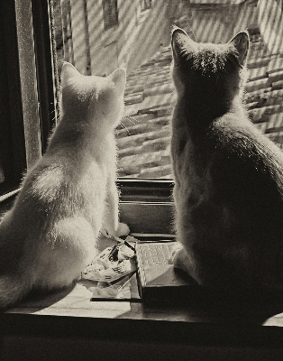 Binnenrolgordijn voor raam met kattenprint