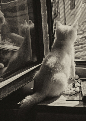 Binnenrolgordijn voor raam met kattenprint