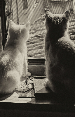 Binnenrolgordijn voor raam met kattenprint