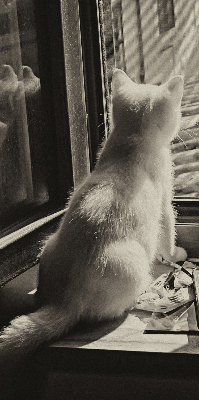 Binnenrolgordijn voor raam met kattenprint