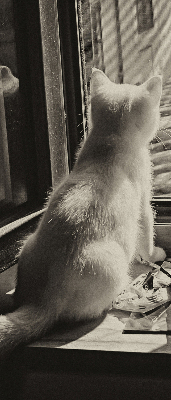 Binnenrolgordijn voor raam met kattenprint