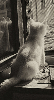 Binnenrolgordijn voor raam met kattenprint