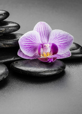 Binnengordijn met orchidee op stenen