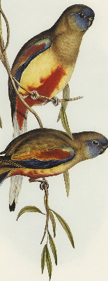 Rolgordijn voor raam met twee vogels op een tak