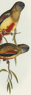 Rolgordijn voor raam met twee vogels op een tak