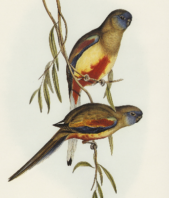 Rolgordijn voor raam met twee vogels op een tak