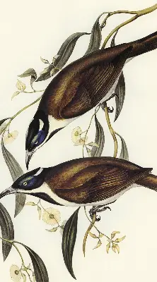Binnengordijn met vogels in een boom