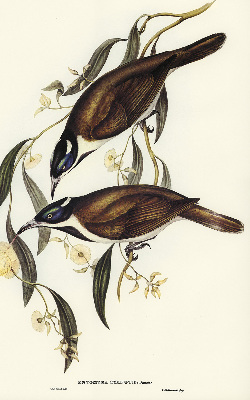 Binnengordijn met vogels in een boom
