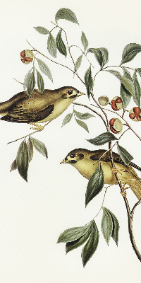 Rolgordijn voor raam met vogels in een boom