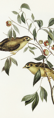 Rolgordijn voor raam met vogels in een boom