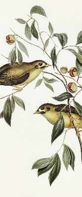 Rolgordijn voor raam met vogels in een boom