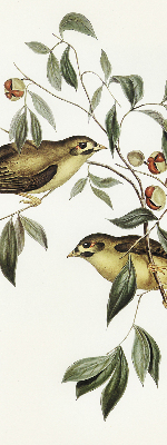 Rolgordijn voor raam met vogels in een boom