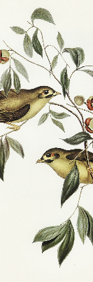 Rolgordijn voor raam met vogels in een boom