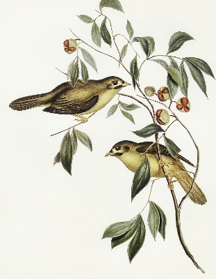 Rolgordijn voor raam met vogels in een boom